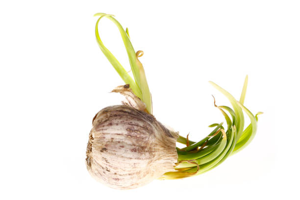 fresh garlic isolated on white background