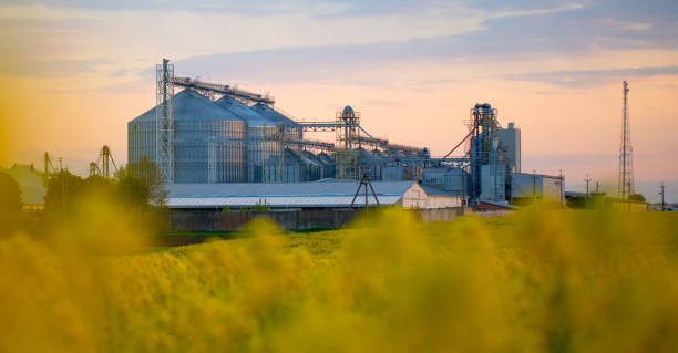 Rapeseed Blossom Meets the Grain Elevator: A Rural Portrait