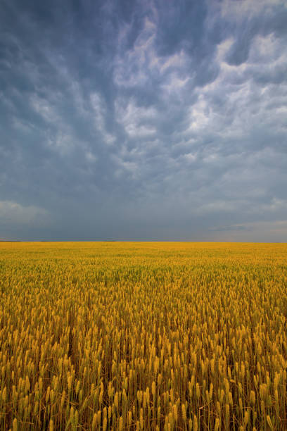 istock Sunset's Radiance: The Enchanting Charms of Wheat Fields in Twilight 1896495910