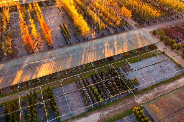 istock Drone Harvest: Capturing the Plant Shop's Natural Bounty 1896495931