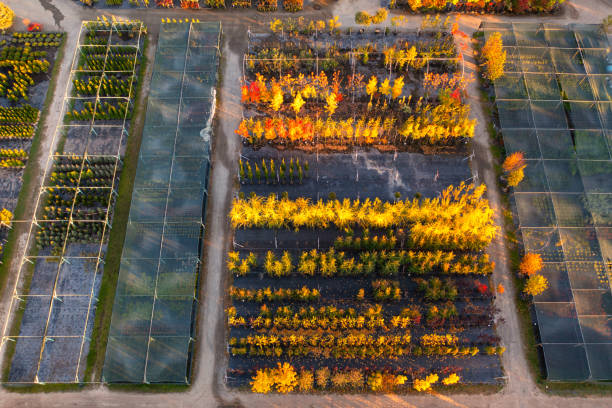 istock Botanical Haven: Aerial Perspective on the Enchanting Plant Store 1896495933