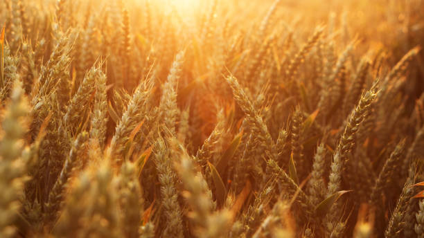 istock Golden Waves: A Close-Up Glimpse of Wheat Fields in Summer 1896495953