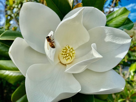 Horizontal close up of buzzing bumble bee collecting pollen from white fragrant flower petals with stamen of magnolia tree in bloom at spring Australia