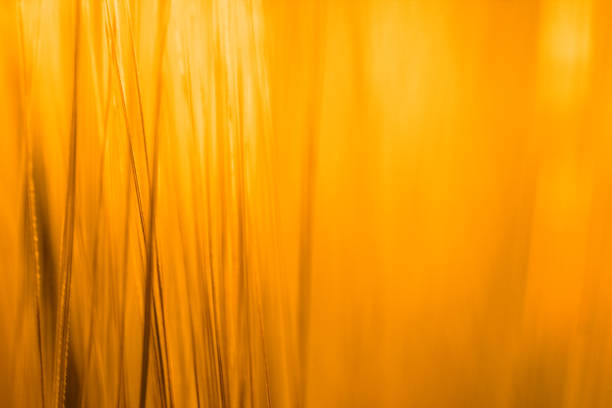 Harvest Hues: The Beauty of Wheat Fields in Full Bloom