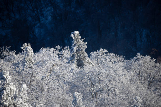 Elevated perspective of a large forest and deciduous trees that are covered in a thick layer of snow and ice.