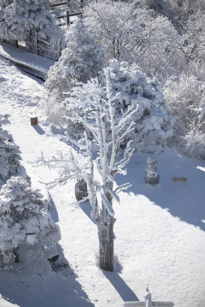 istock Elevated perspective of a large forest and deciduous trees that are covered in a thick layer of snow and ice. 1896503603
