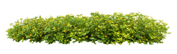 Tropical plant flower bush shrub green tree isolated on white background with clipping path