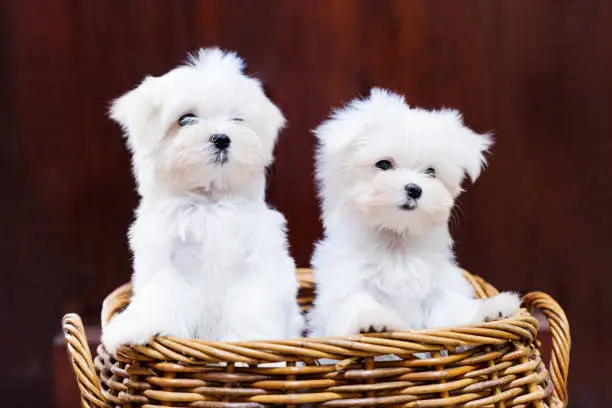 Two Maltese Terrier puppy on the basket.