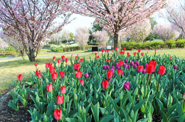 istock Tulips and Double Cherry Blossoms 1896543057