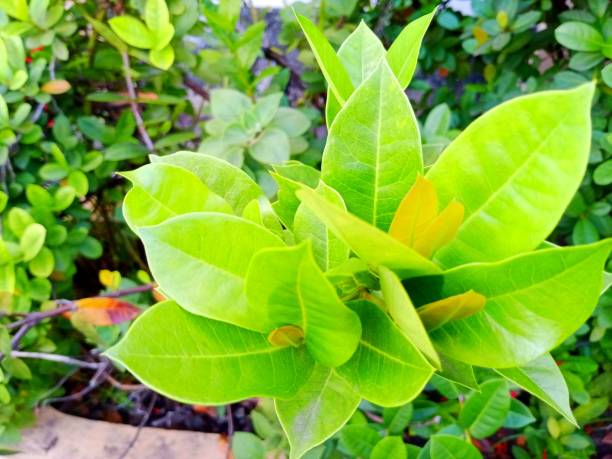 istock Plant foliage and leaves 1896546030
