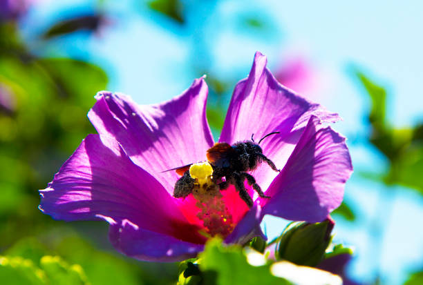 Purple carpenter bee or purple carpenter bumblebee. Xylocopa violacea. This is a species of solitary bees of the Apidae family. A large solitary insect, one of the species of the Palearctic subgenus Xylocopa of the genus Xylocopa.