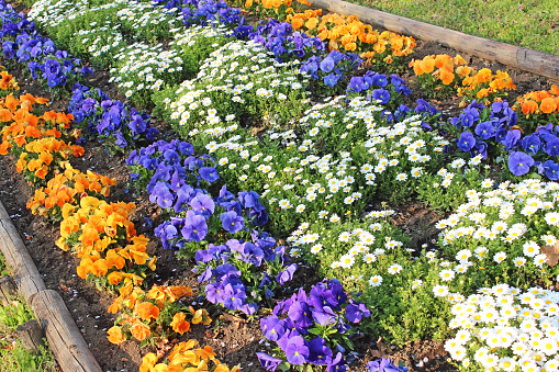 Pansies and marguerites in the park's flower beds