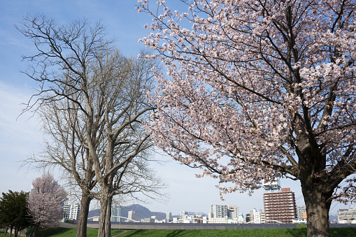 Riverside park and cherry blossoms