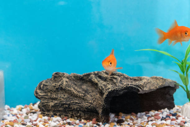 istock goldfish swimming in the water 1896592396