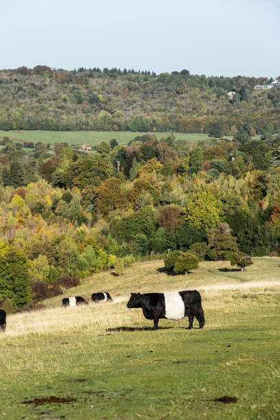istock British cows farm near Dorking Surrey England 1896619524