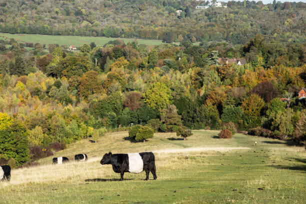 istock British cows farm near Dorking Surrey England 1896619528