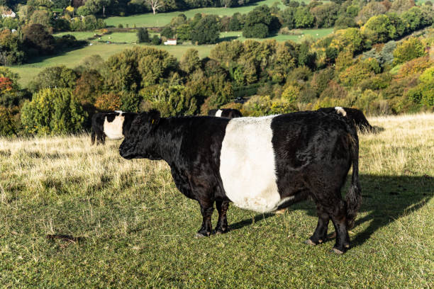 istock British cows farm near Dorking Surrey England 1896620563