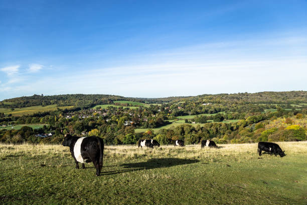 istock British cows farm near Dorking Surrey England 1896620566