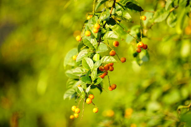 Duranta erecta is a species of plant in the Verbenaceae family. The tree originates from Mexico and is widely grown around the world