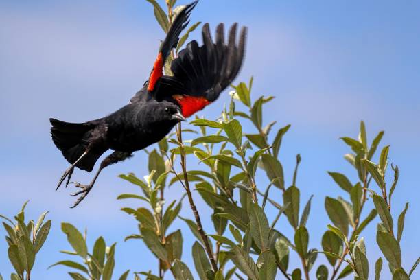 istock Red-winged blackbird flying, Burnaby Lake, BC, Canada 1896633919