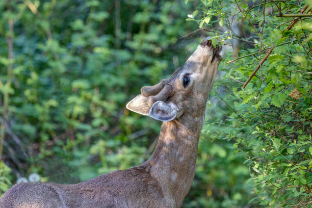 istock black-tailed deer, North Vancouver, BC, Canada 1896634435