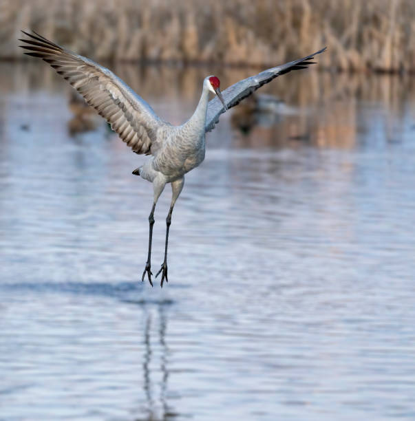 istock sandhill crane dancing in water, Burnaby, British Columbia 1896634438