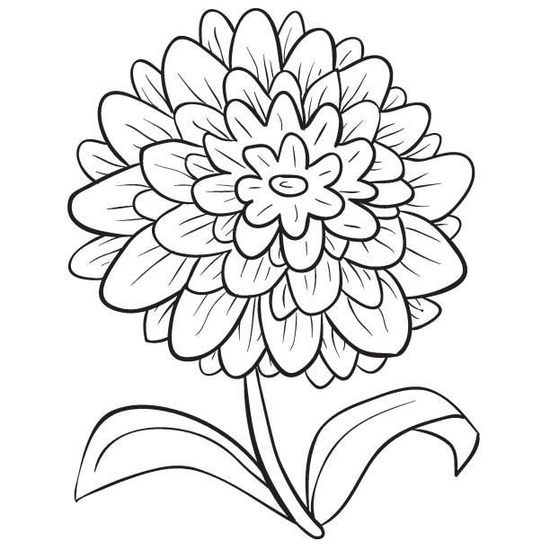 Dahlie, Blume, Skizze, isoliertes Objekt auf weißem Hintergrund, Vektorillustration, – Vektorgrafik