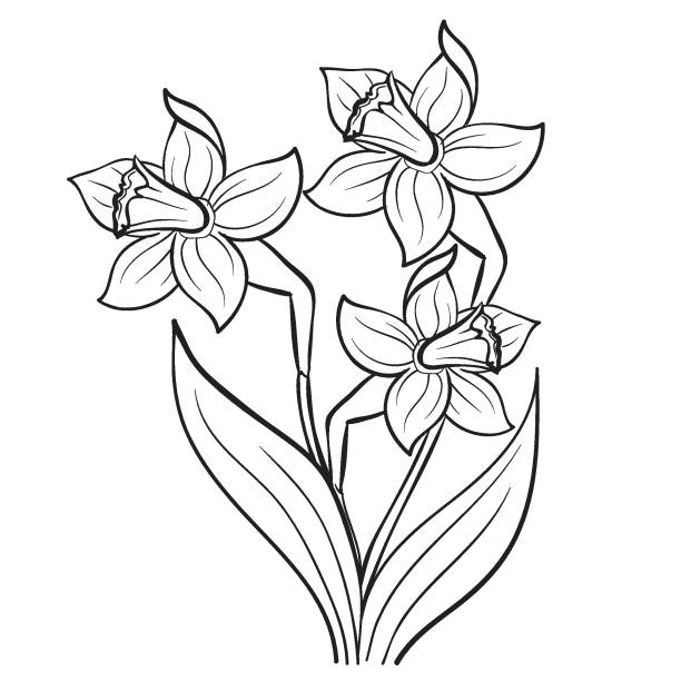 Narzisse, Blume, Skizze, Färbung, isoliertes Objekt auf weißem Hintergrund, Vektorillustration, – Vektorgrafik