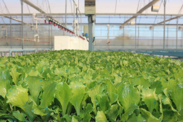 istock Growing plants in the greenhouse during winter 1896734287