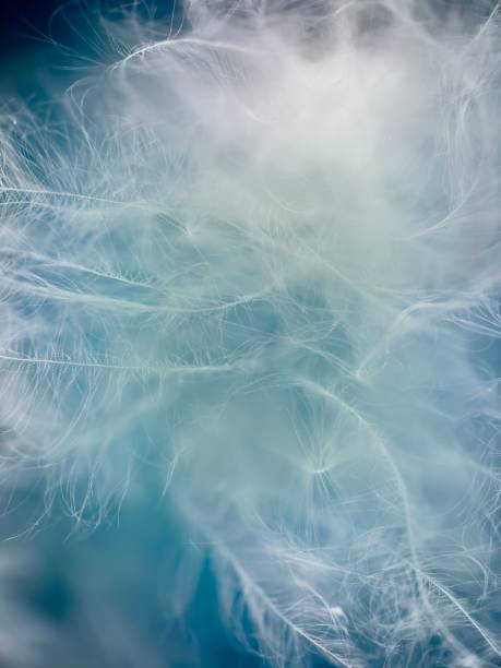 istock Close up of feathers 1896747795