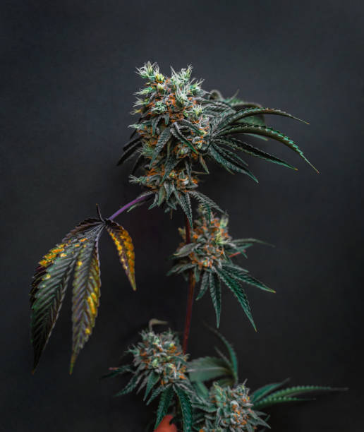 istock Beautiful cannabis big bud on the dark grey background 1896770601