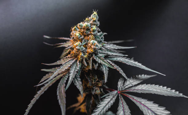 istock Beautiful cannabis big bud on the dark grey background 1896777881