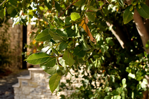 Omodos, Cyprus -wild ficus tree with fruits