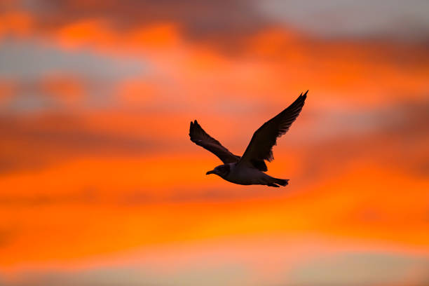 Black-tailed gull flying in the morning glow