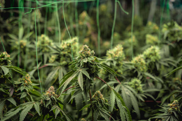 istock Premium cannabis plants in a greenhouse ready for harvest. 1896800753