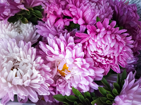 Pink and purple asters in a bouquet on a white background