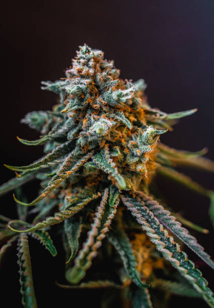 istock Beautiful cannabis big bud on the dark grey background 1896813281