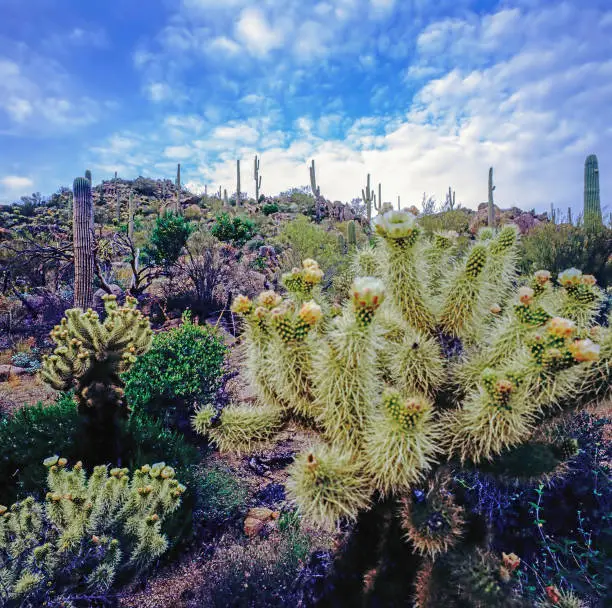 Cholla Cactus in Mojave desert, California