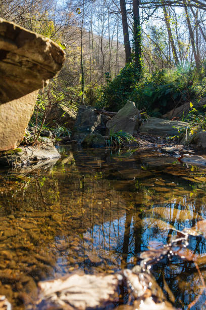 istock View of water and reflections in wild on fall season. 1896834665