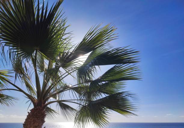 Palm tree in sunlight stock photo