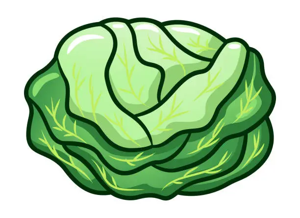 Vector illustration of Cabbage cartoon