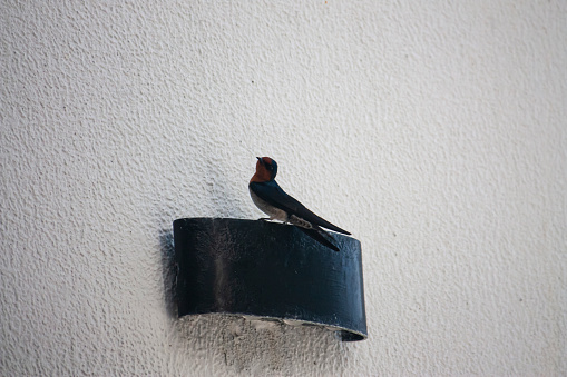 Swallow bird photography. Animal photography.