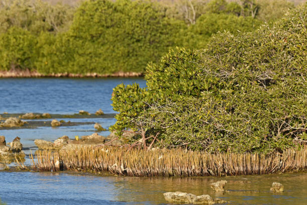 istock Mangrove Bay in Cape Range NP bathing in afternoon sunlight 1896851103