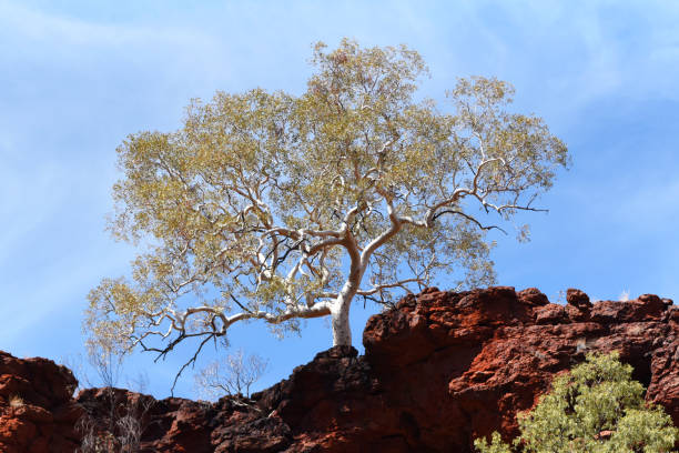 istock Corymbia aparrerinja, commonly known as ghost gum 1896851105