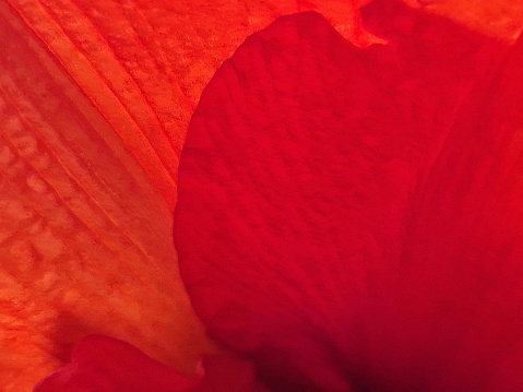 Close up of amaryllis