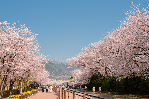 A river lined with Cherry Blossoms and a traditional style red wood Japanese bridge.