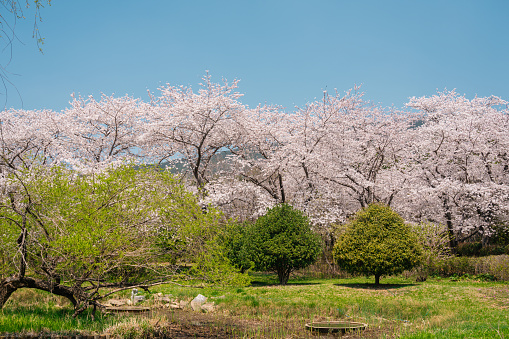 Jinhae NFRDI Environment Eco Park spring cherry blossoms nature scenery at Jinhae Gunhangje Festival in Changwon, Korea