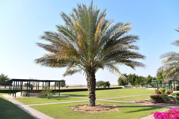 istock Sharjah Desert Wildlife Park 1896889988