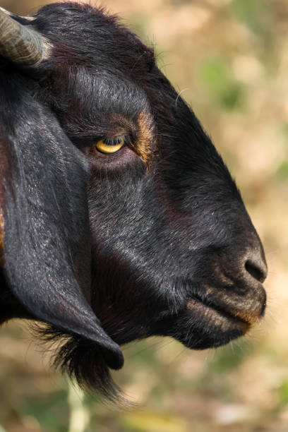 tier, tierkörperteil, tierreich, tierthemen, tierwelt, vieh, nahaufnahme, haustiere, bauernhoftiere, herde, horn, gehörnte tiere, vieh, säugetier, natur, naturfotografie, keine menschen, ein tier, haustiere, wildtiere - nature animal themes wildlife outdoors stock-fotos und bilder