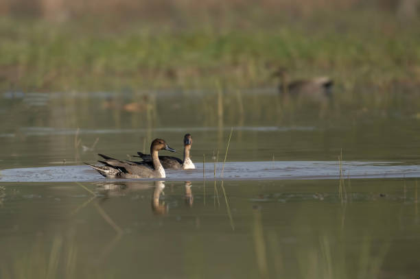 istock Northern pintail Pair in Lake 1896915690